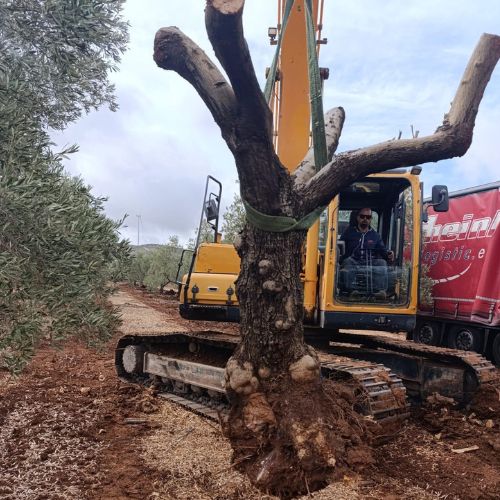 Empresa especializada en arranque de olivos utilizando excavadora de gran tonelaje