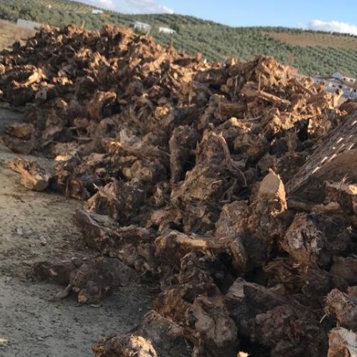 leña de olivo para vender