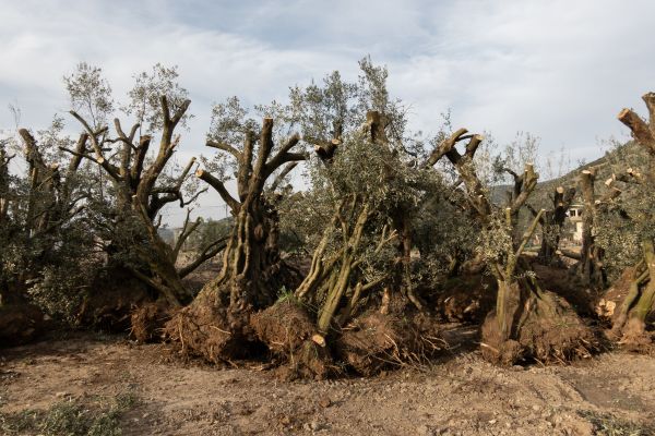 olivos arrancados por empresa especialista