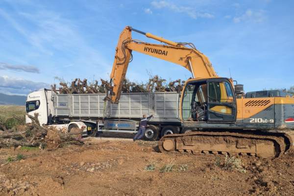 arranque de olivos con maquinaria pesada