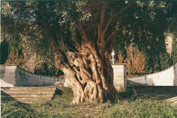 olivo-centenario-en-finca-privada