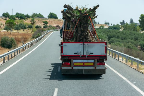 olivos-centenarios-transporte